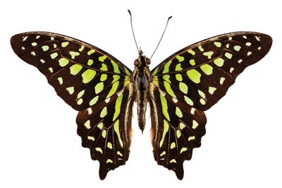 Butterfly Species Graphium Agamemnon Tailed Jay by Paul Rommer canvas print