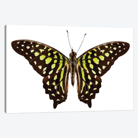 Butterfly Species Graphium Agamemnon Tailed Jay Canvas Print #PUR2607} by Paul Rommer Art Print