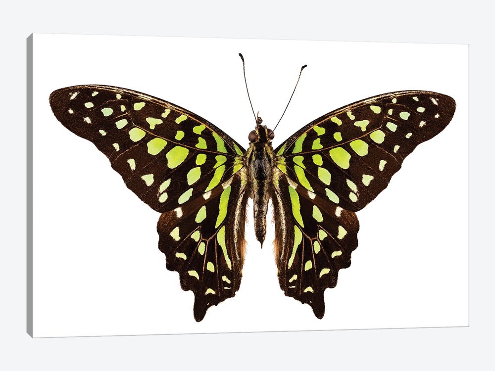 Butterfly Species Graphium Agamemnon Tailed Jay by Paul Rommer 1-piece Canvas Print