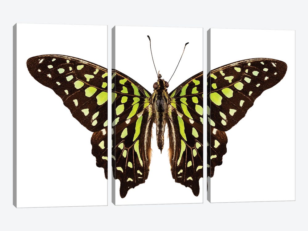 Butterfly Species Graphium Agamemnon Tailed Jay by Paul Rommer 3-piece Canvas Art Print