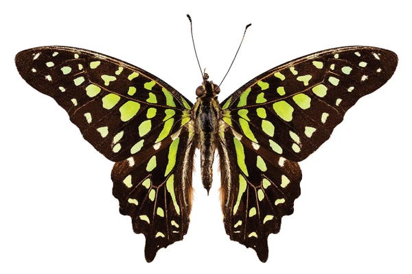 Butterfly Species Graphium Agamemnon Tailed Jay