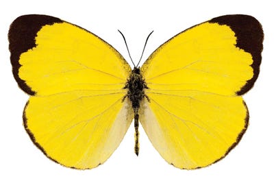 Butterfly Species Eurema Alitha Grass Yellow by Paul Rommer canvas print