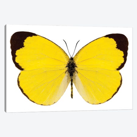 Butterfly Species Eurema Alitha Grass Yellow Canvas Print #PUR2611} by Paul Rommer Canvas Print