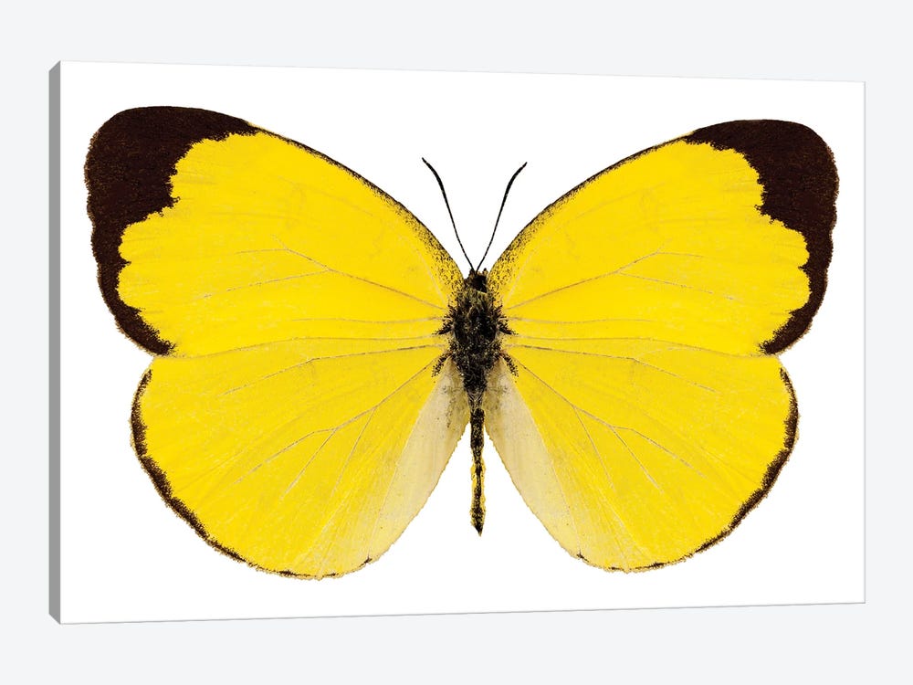 Butterfly Species Eurema Alitha Grass Yellow by Paul Rommer 1-piece Canvas Wall Art