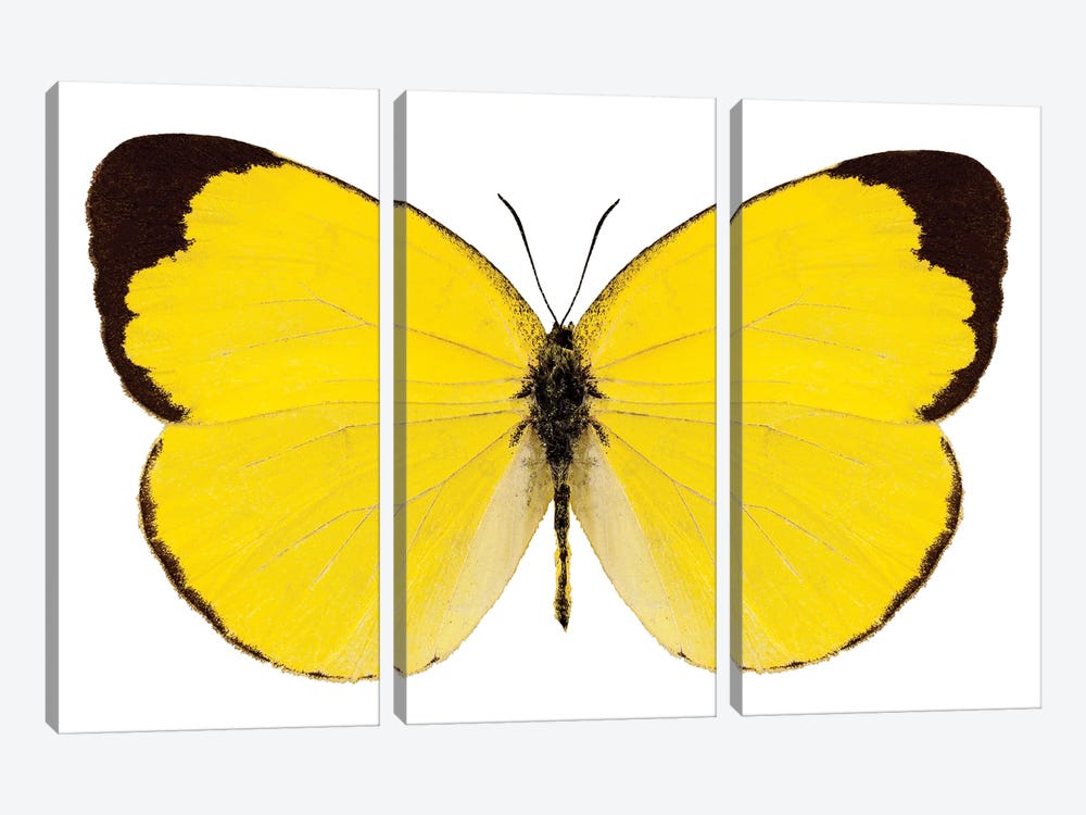 Butterfly Species Eurema Alitha Grass Yellow by Paul Rommer 3-piece Canvas Wall Art