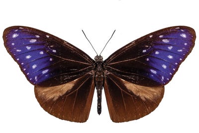 Brown, Blue And Purple Butterfly Species Euploea Mulciber by Paul Rommer canvas print