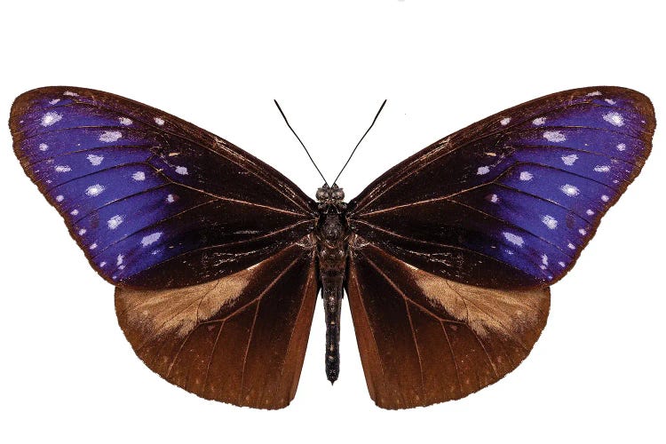 Brown, Blue And Purple Butterfly Species Euploea Mulciber
