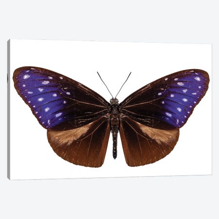 Brown, Blue And Purple Butterfly Species Euploea Mulciber Canvas Print #PUR2613} by Paul Rommer Art Print