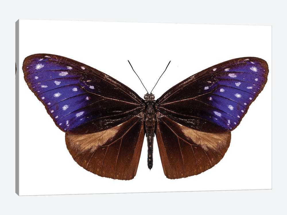 Brown, Blue And Purple Butterfly Species Euploea Mulciber by Paul Rommer 1-piece Canvas Art
