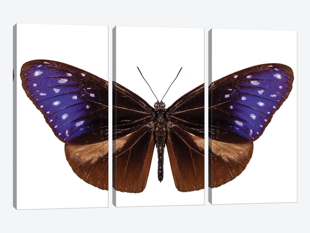 Brown, Blue And Purple Butterfly Species Euploea Mulciber by Paul Rommer 3-piece Canvas Wall Art