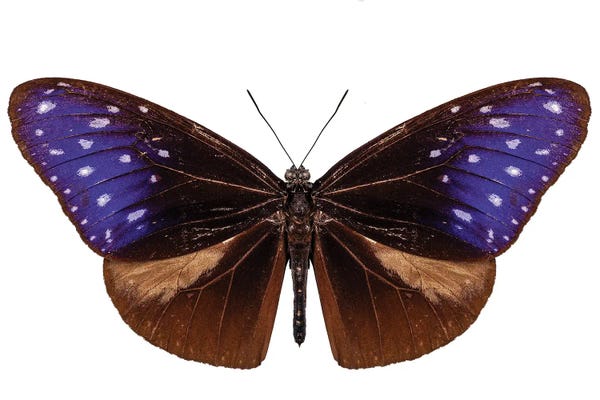 Brown, Blue And Purple Butterfly Species Euploea Mulciber