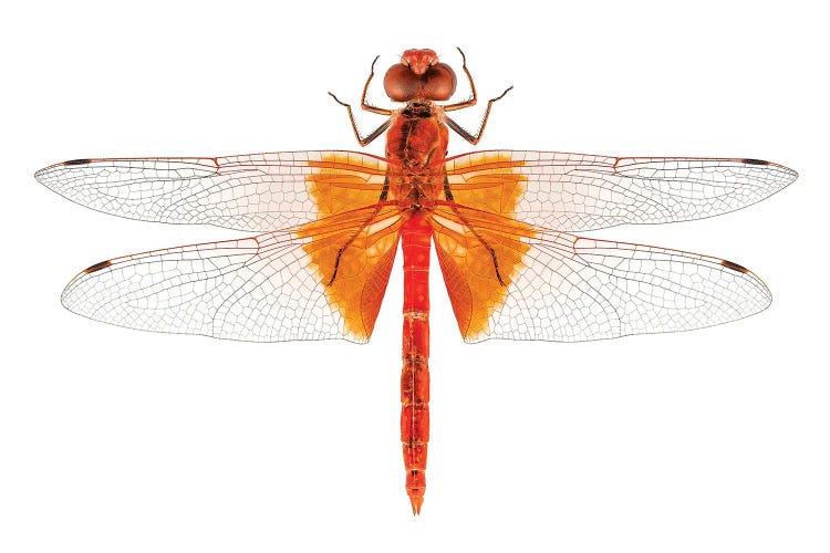 Scarlet Dragonfly Species Crocothemis Erythraea