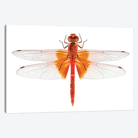 Scarlet Dragonfly Species Crocothemis Erythraea Canvas Print #PUR2620} by Paul Rommer Canvas Wall Art