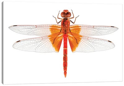 Scarlet Dragonfly Species Crocothemis Erythraea Canvas Art Print - Dragonfly Art