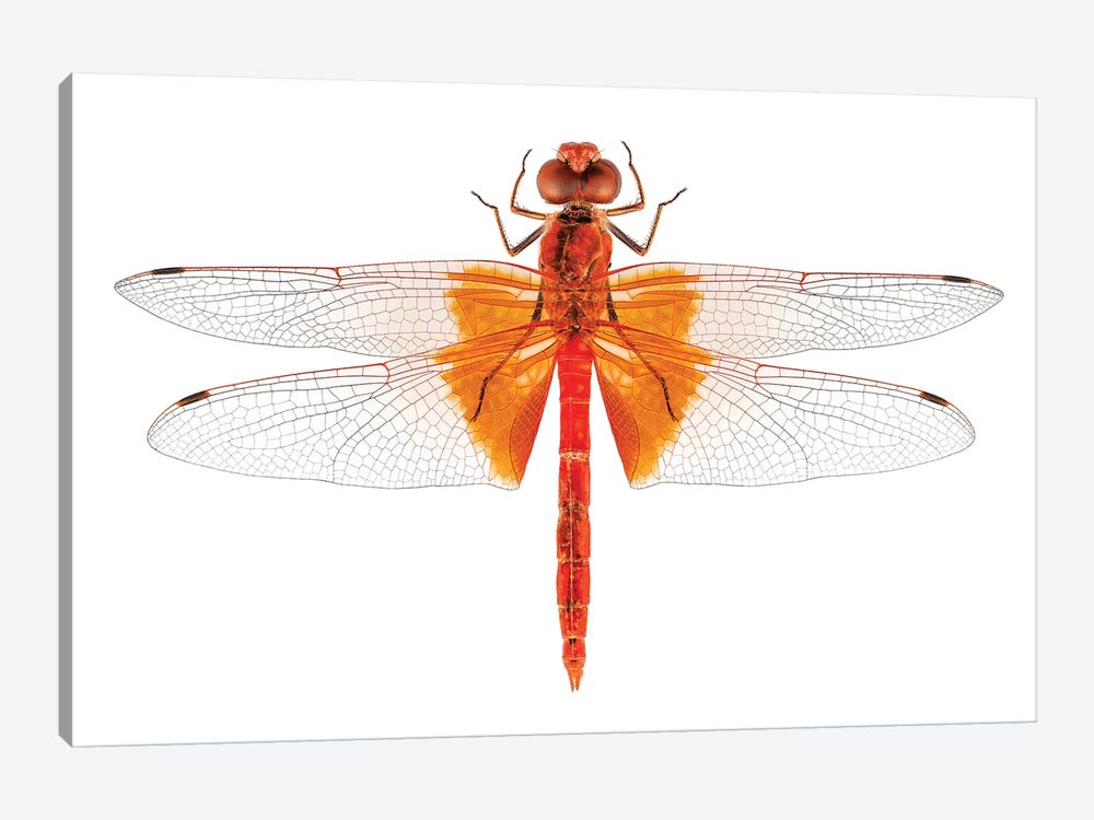 Scarlet Dragonfly Species Crocothemis Erythraea by Paul Rommer 1-piece Canvas Artwork
