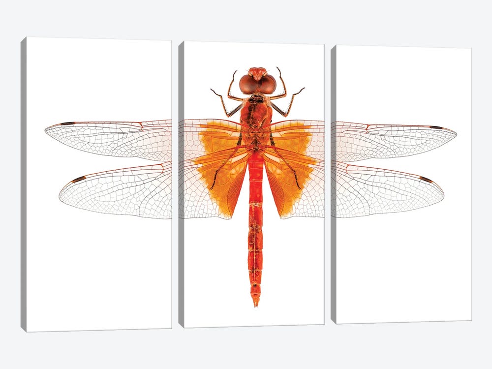 Scarlet Dragonfly Species Crocothemis Erythraea by Paul Rommer 3-piece Canvas Wall Art