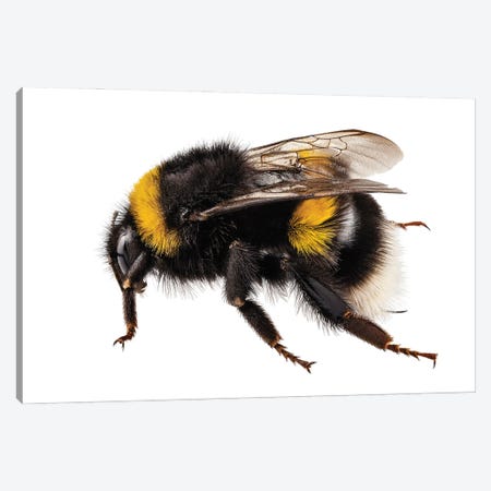 Bumblebee Species Bombus Terrestris Canvas Print #PUR2626} by Paul Rommer Canvas Print