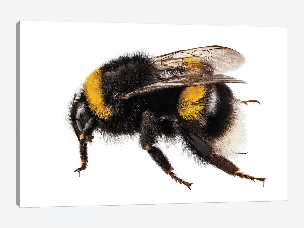 Bumblebee Species Bombus Terrestris by Paul Rommer 1-piece Canvas Artwork
