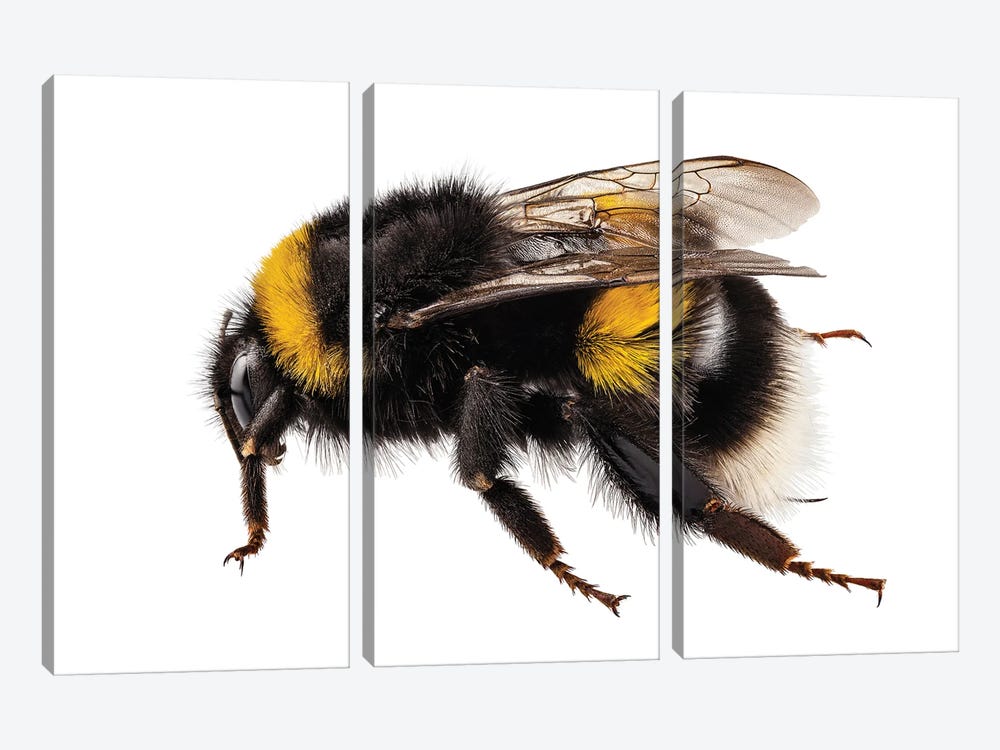 Bumblebee Species Bombus Terrestris by Paul Rommer 3-piece Canvas Wall Art