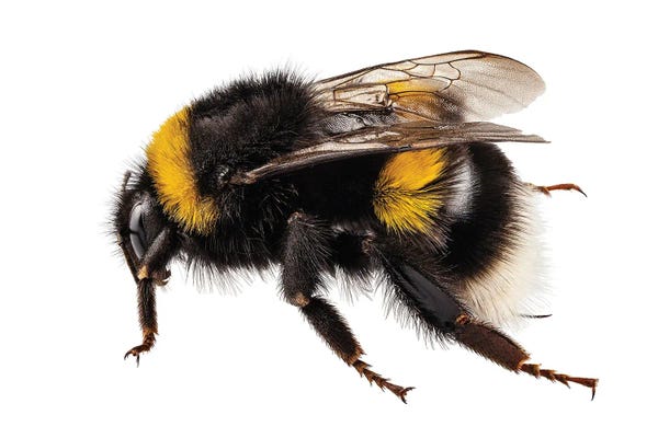 Bees: Bumblebee Species Bombus Terrestris by Paul Rommer