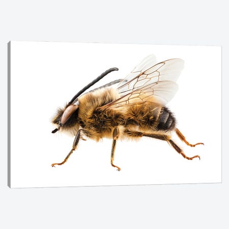 Bee Species Eucera Longicornis Common Name Solitary Miner Bee Canvas Print #PUR2629} by Paul Rommer Canvas Art