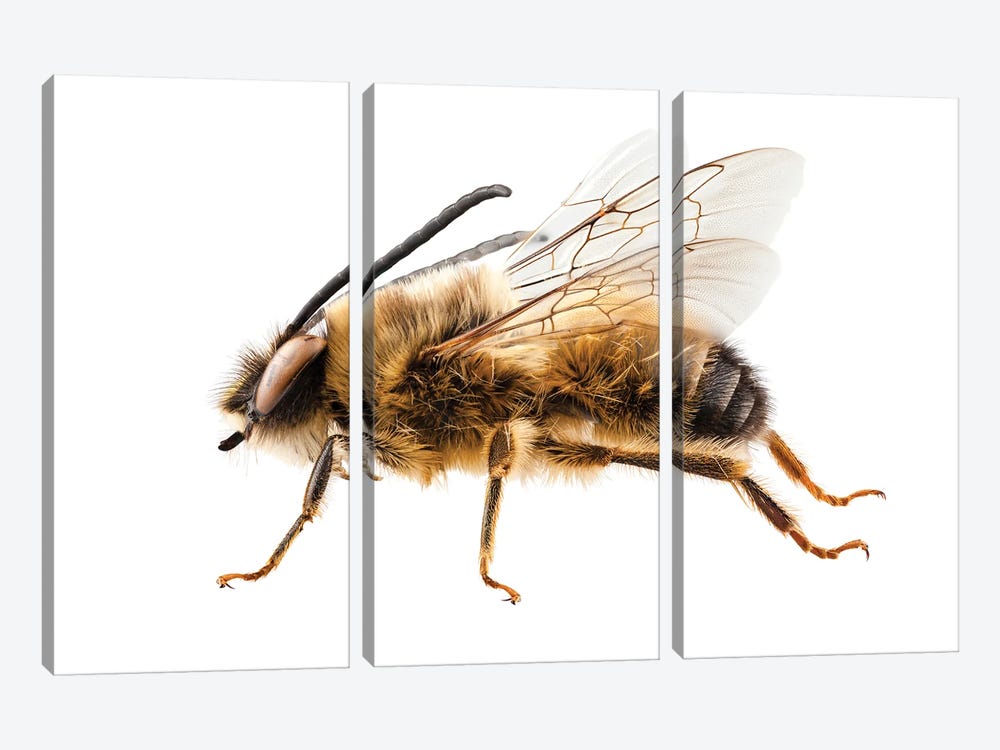 Bee Species Eucera Longicornis Common Name Solitary Miner Bee by Paul Rommer 3-piece Canvas Print
