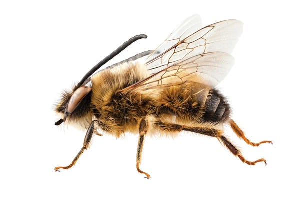 Bees: Bee Species Eucera Longicornis Common Name Solitary Miner Bee by Paul Rommer