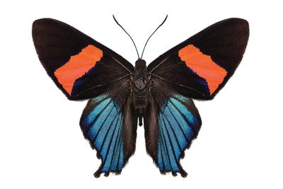 Butterfly Species Ancyluris Miranda by Paul Rommer canvas print