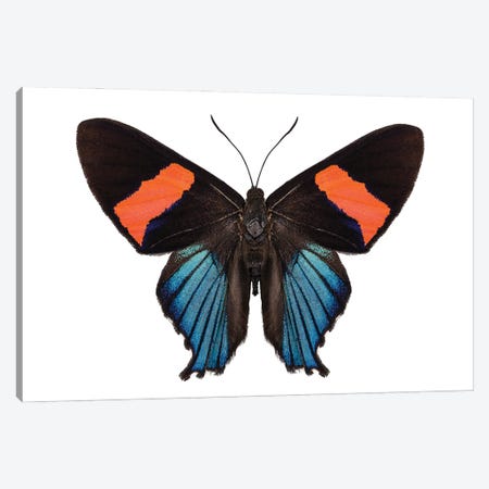 Butterfly Species Ancyluris Miranda Canvas Print #PUR2641} by Paul Rommer Canvas Wall Art