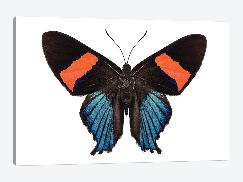 Butterfly Species Ancyluris Miranda by Paul Rommer 1-piece Canvas Print