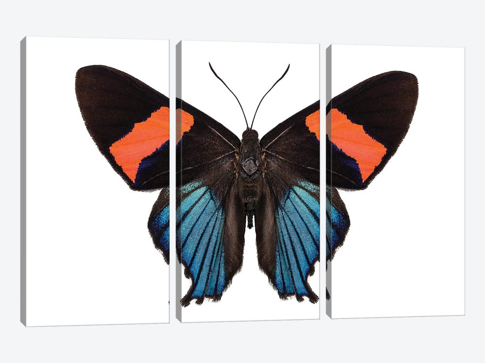 Butterfly Species Ancyluris Miranda by Paul Rommer 3-piece Canvas Print