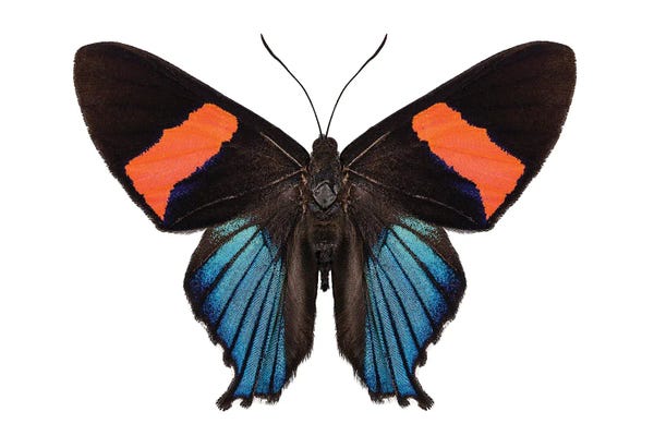 Butterfly Species Ancyluris Miranda