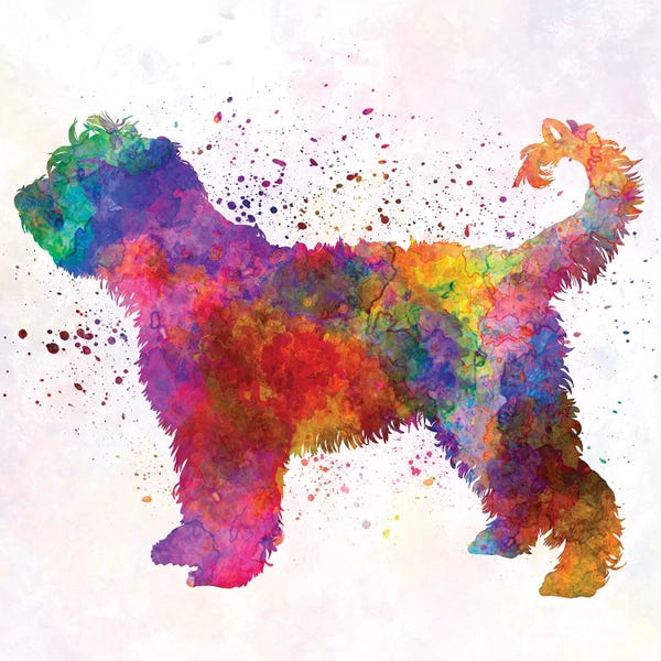 French Water Dog In Watercolor