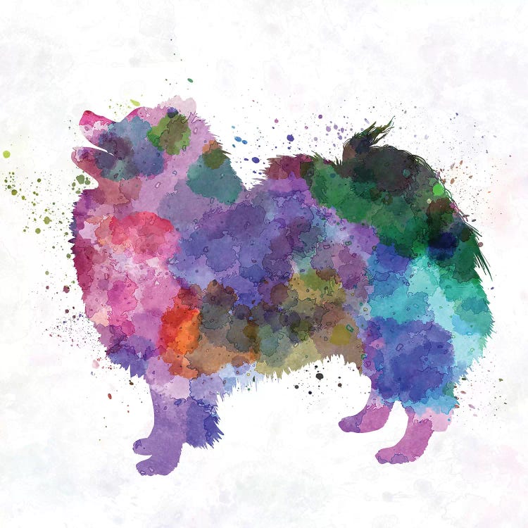 German Spitz In Watercolor