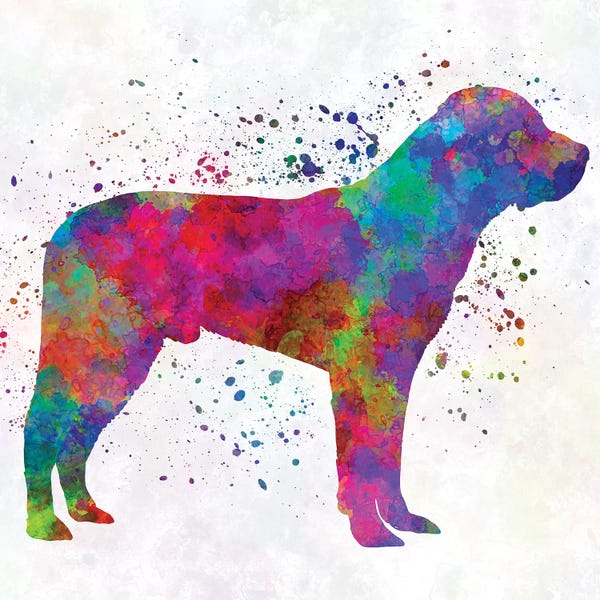 Greater Swiss Mountain Dogs