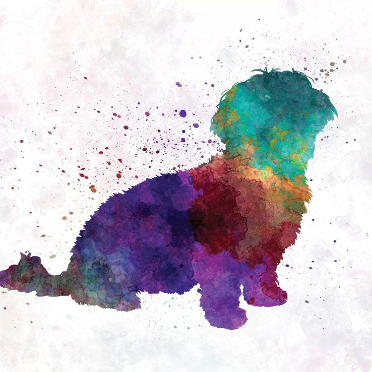 Havanese In Watercolor