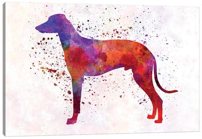 Hungarian Greyhound In Watercolor Canvas Art Print - Greyhound Art