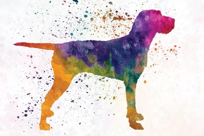 Wirehaired Vizslas