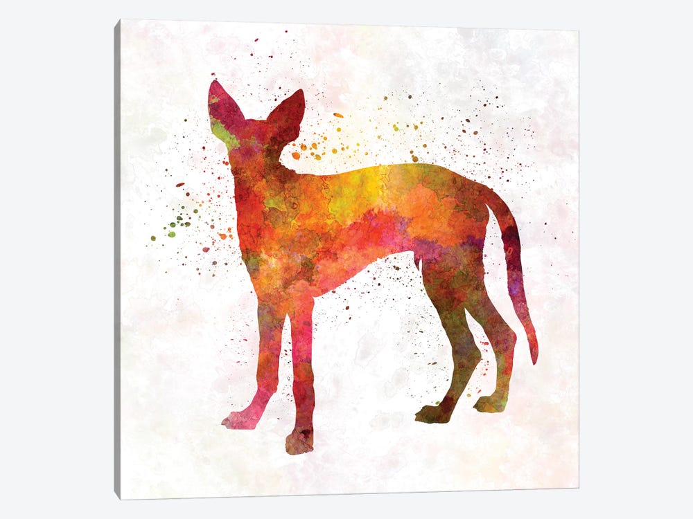 Ibizan Hound In Watercolor by Paul Rommer 1-piece Canvas Print