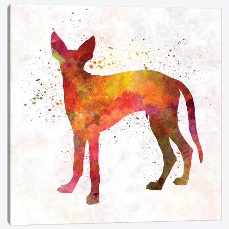 Ibizan Hound In Watercolor Canvas Print #PUR359} by Paul Rommer Canvas Artwork