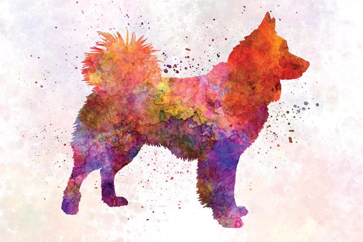 Icelandic Sheepdog In Watercolor