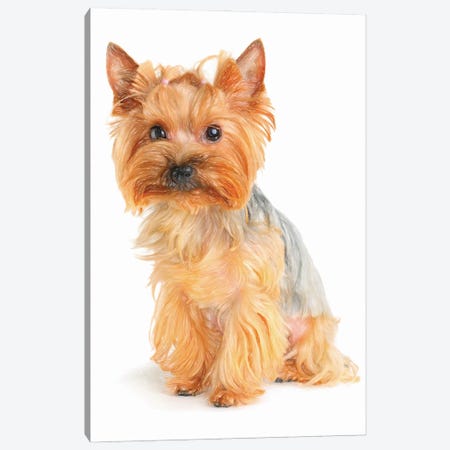 Yorkshire Terrier In Watercolor II Canvas Print #PUR3613} by Paul Rommer Canvas Art