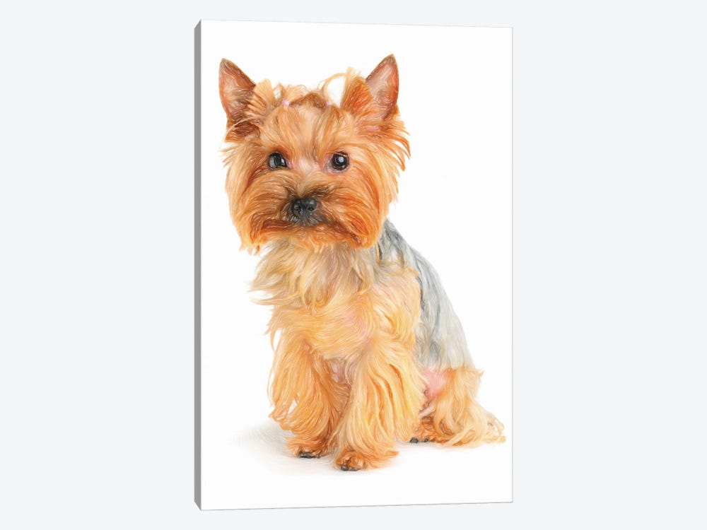 Yorkshire Terrier In Watercolor II by Paul Rommer 1-piece Canvas Artwork