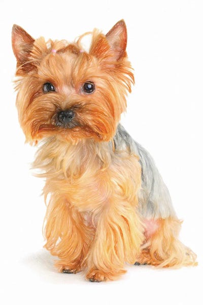 Terriers: Yorkshire Terrier In Watercolor II by Paul Rommer