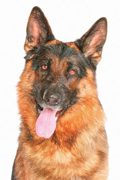German Shepherds: German Shepherd In Watercolor by Paul Rommer