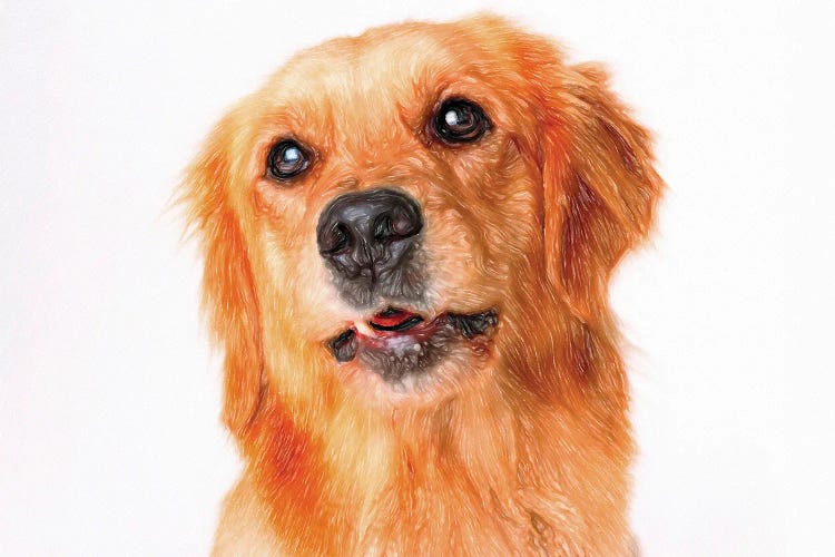 Long Haired Golden Retriever In Watercolor