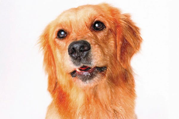 Golden Retrievers: Long Haired Golden Retriever In Watercolor by Paul Rommer