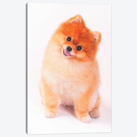 Pomeranian Dog In Watercolor Canvas Print #PUR3617} by Paul Rommer Canvas Print