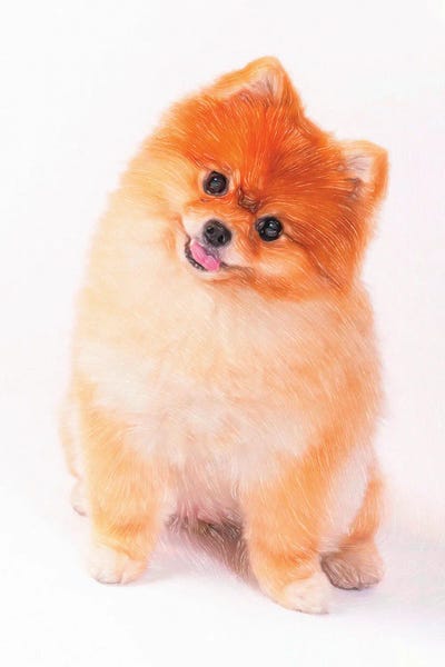 Paul Rommer: Pomeranian Dog In Watercolor by Paul Rommer