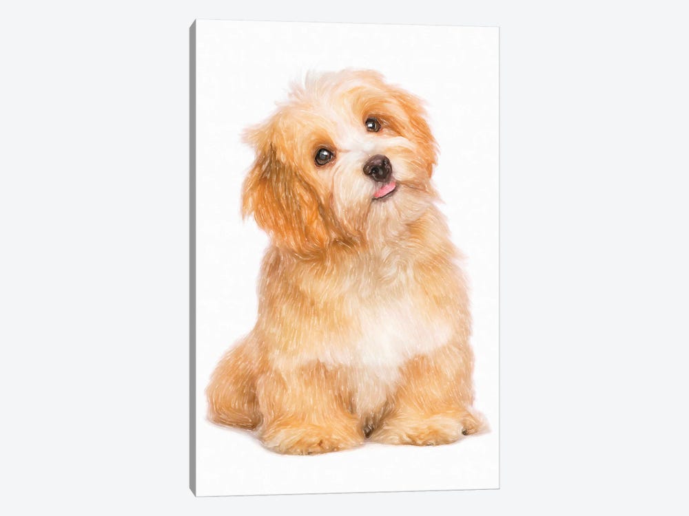 Bichon Havanese Dog In Watercolor by Paul Rommer 1-piece Canvas Print